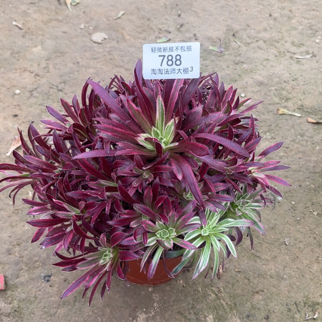 788红酒锦多肉植物法师