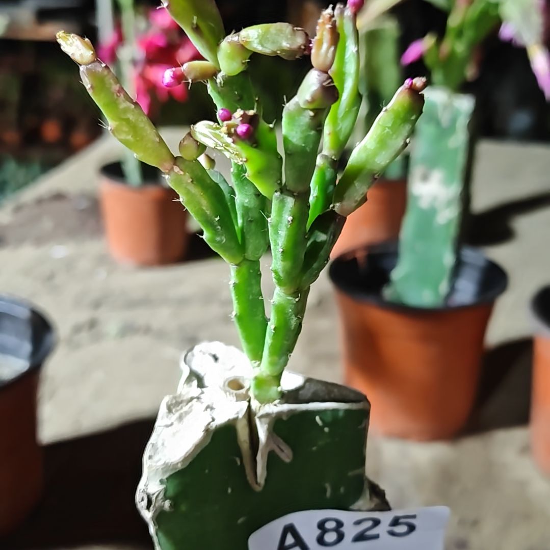 异类脱土易掉苞芽825