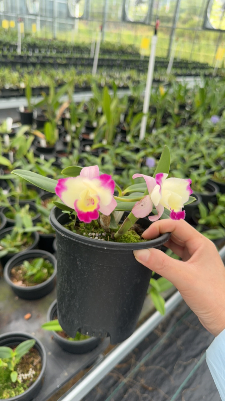 福香花业卡特兰乐童