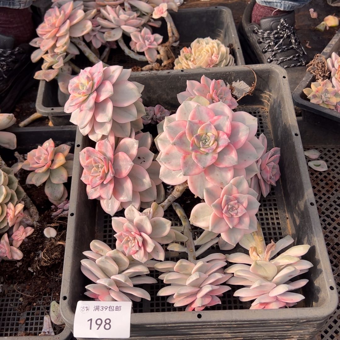 198紫乐锦老桩多肉植物