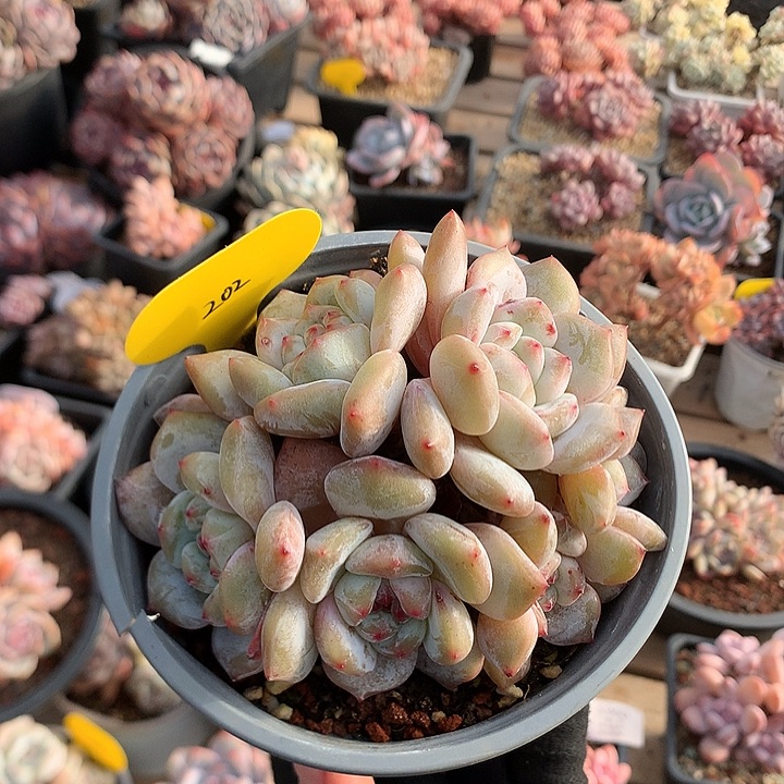 11厘米七头有砍油脸石榴籽 202