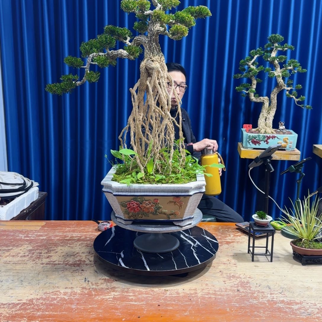 黄杨室内室外盆景艺术