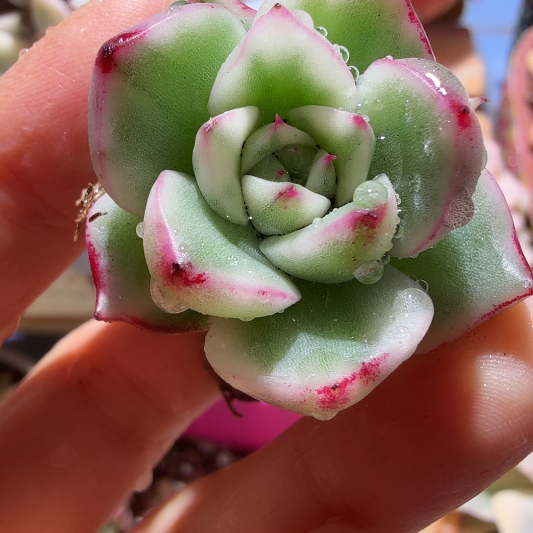 珍妮锦，多肉植物。