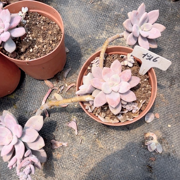 晨语多肉一物一拍+316