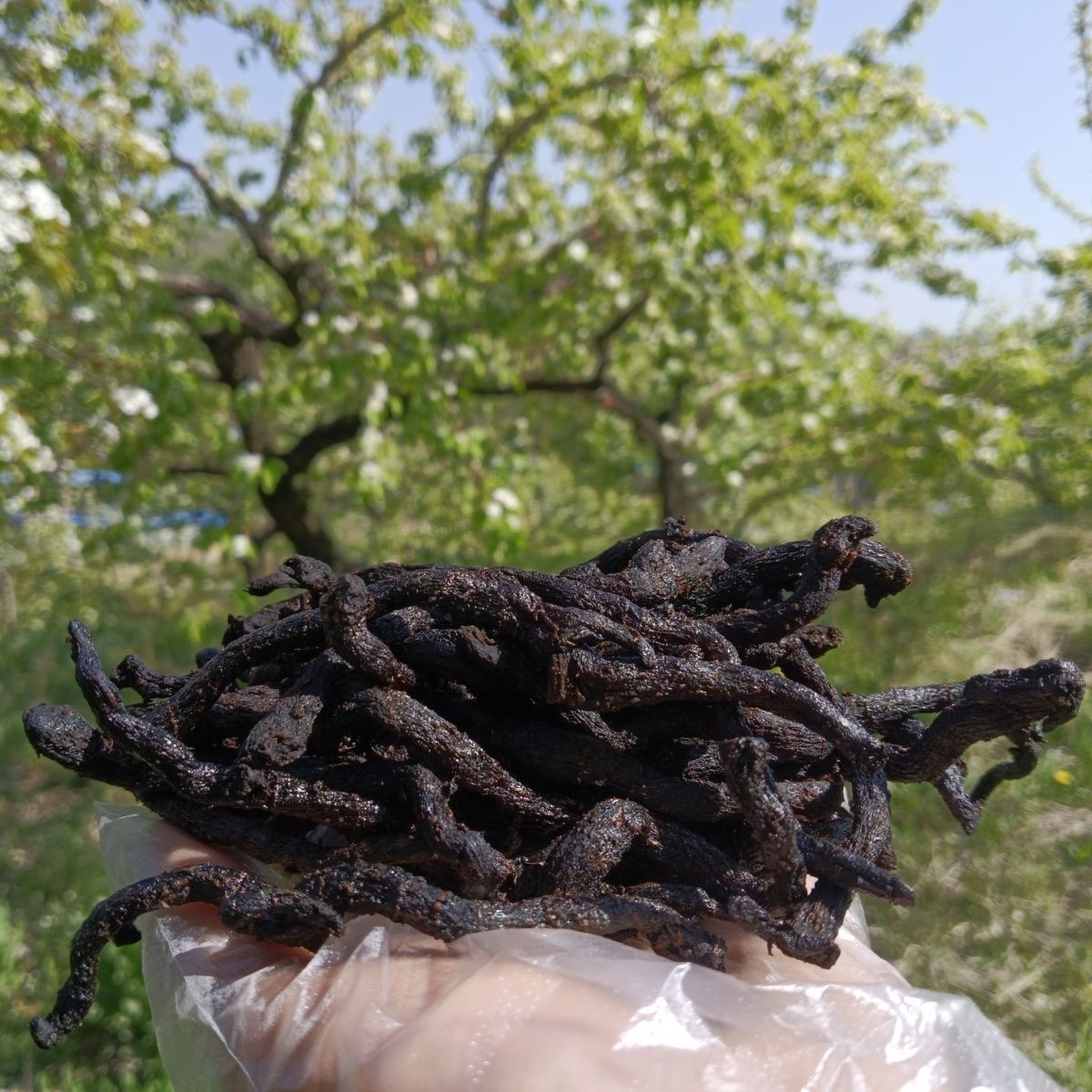 【阿秀山货】 九蒸九晒玉竹  夏日枸杞