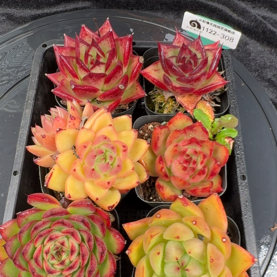 从前慢花园多肉编号1122-308