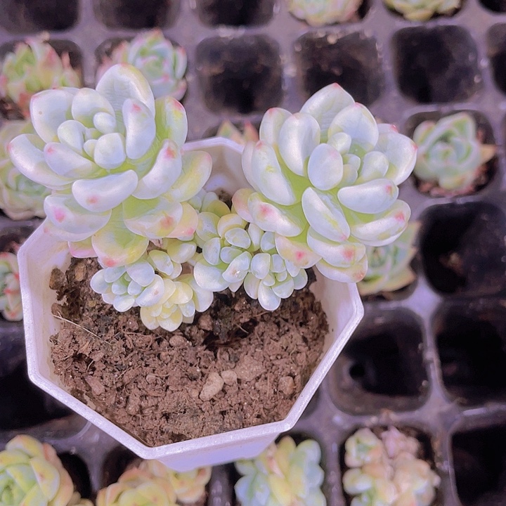 西***梨精品劳尔锦带盆土发