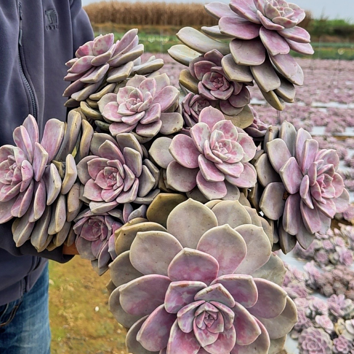 老桩地栽紫乐多肉植物（冠幅30厘米以上）