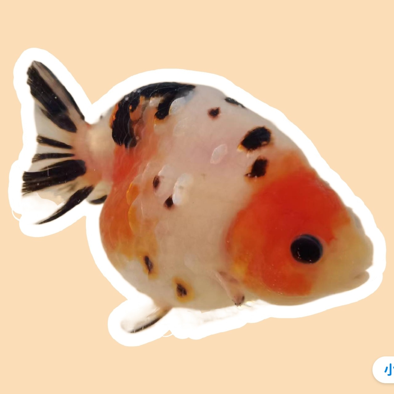 金鱼观赏鱼冷水活体淡水鱼好养耐活适合新手具体尺寸直播间为准