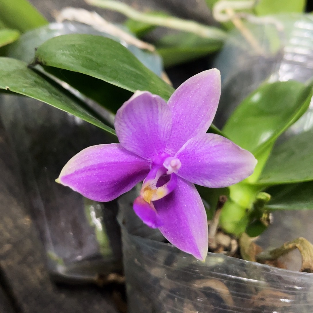 当前无花栽培后可以开花蝴蝶兰香奈儿3.0控剑苗