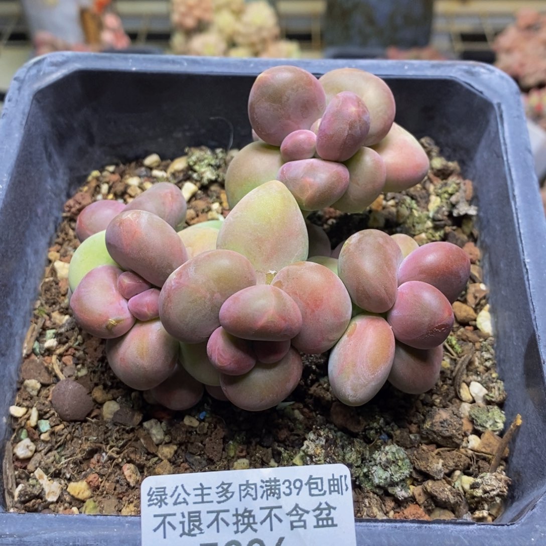 226芒果奶二代多肉7c m