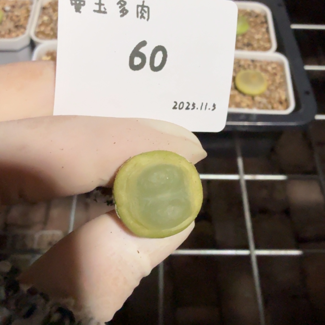 喜***刷多肉多肉多肉11.5-060