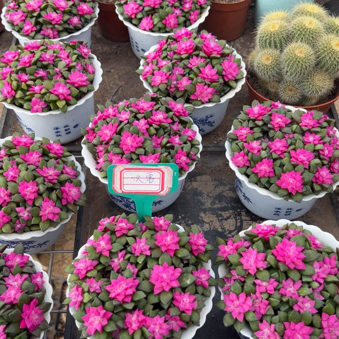 吹雪随机一颗。    