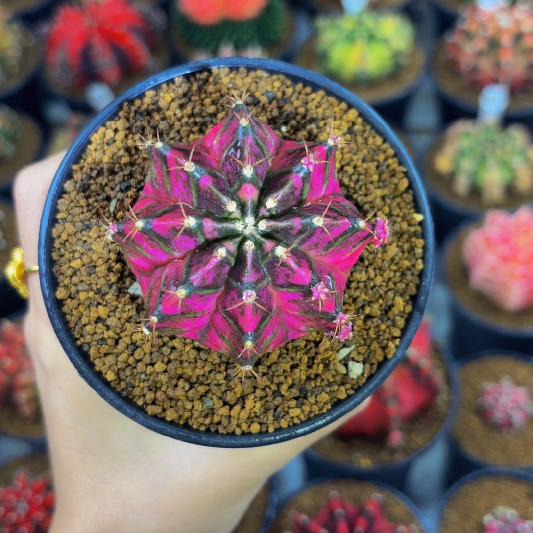 潘紫海神锦0000000000000000102