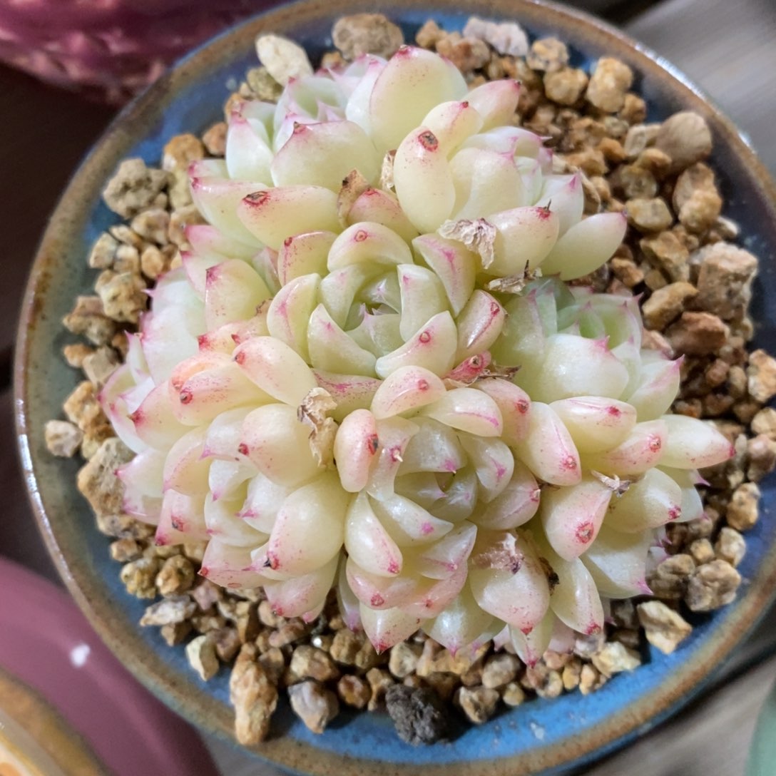 自助下单一物一拍，年后发可寄养问主播