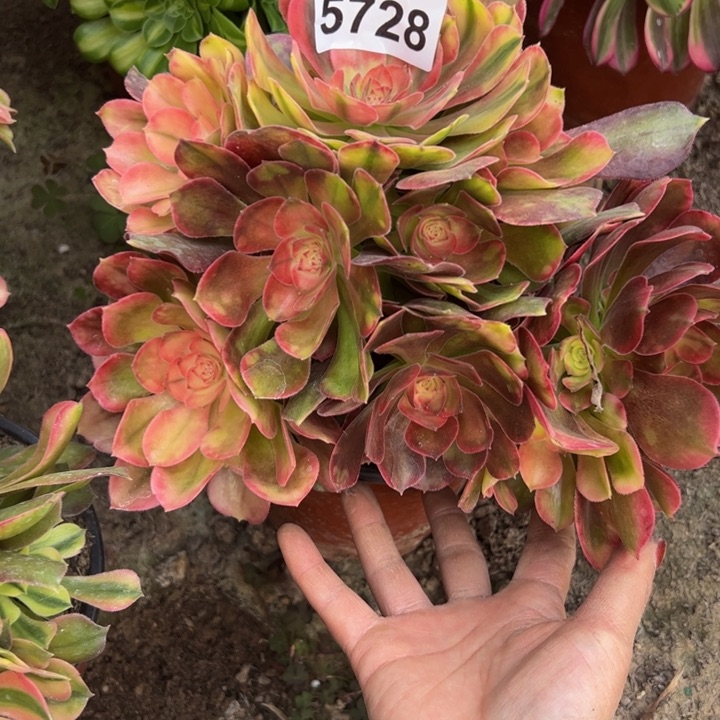 5728南香妃多肉植物