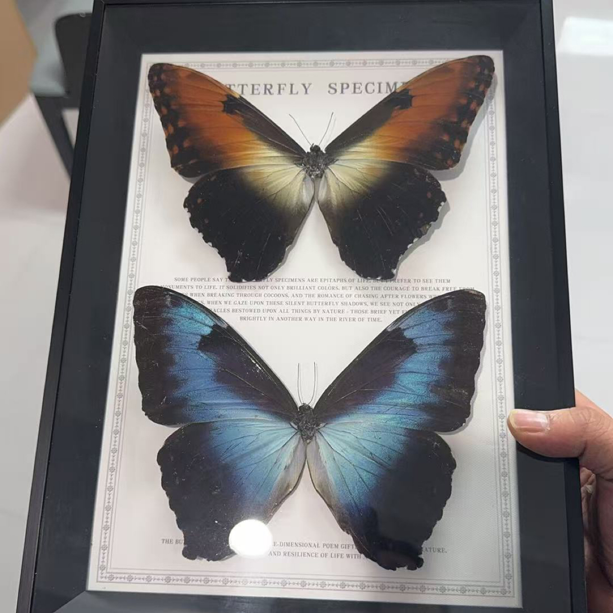 创意月神闪蝶p亚太阳指明真蝴蝶标本装饰画带框成品生日礼物