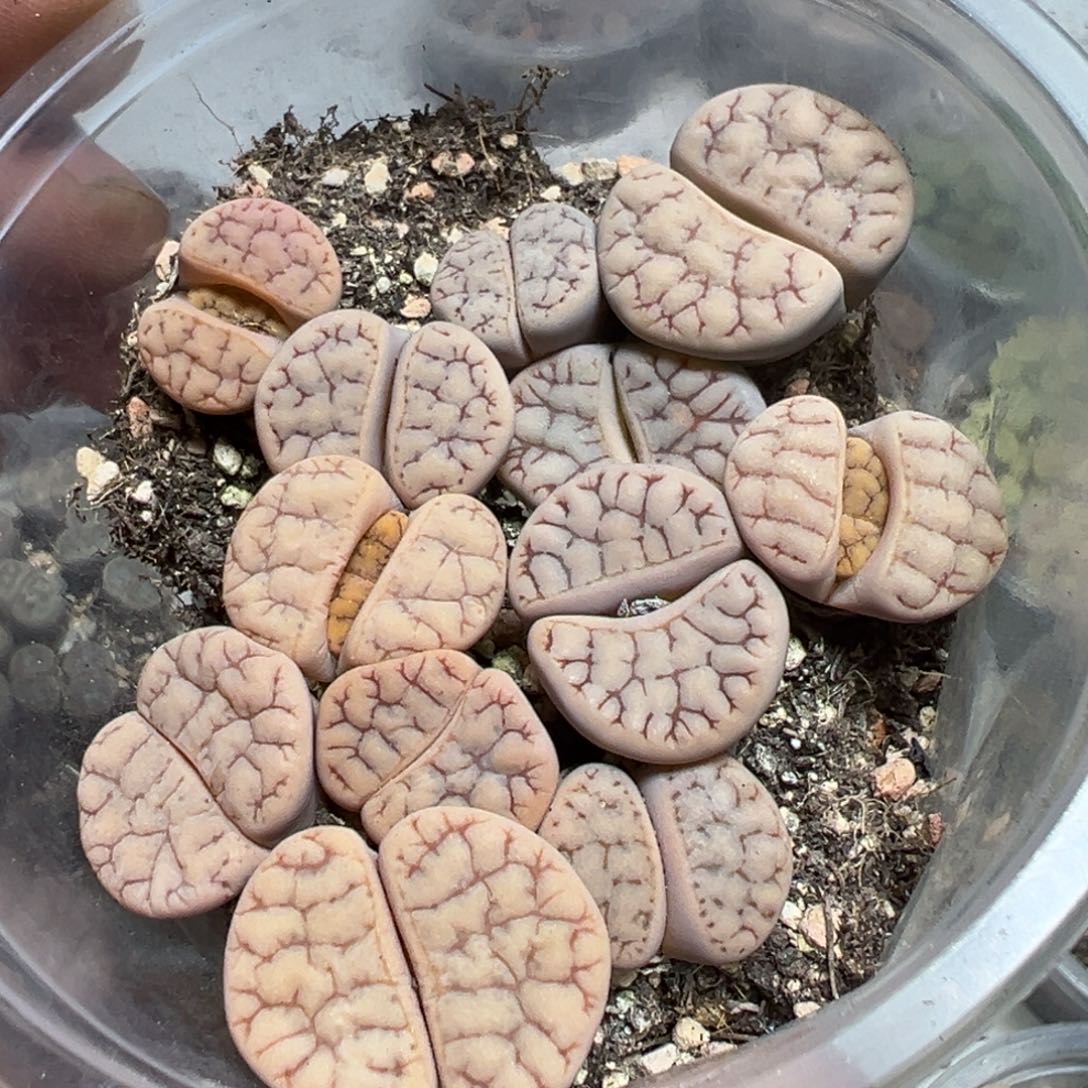 【闪购商品】 030。     