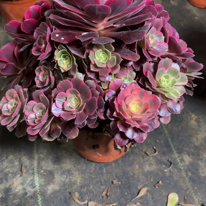 瑞妈，，。。。。846美杜莎，