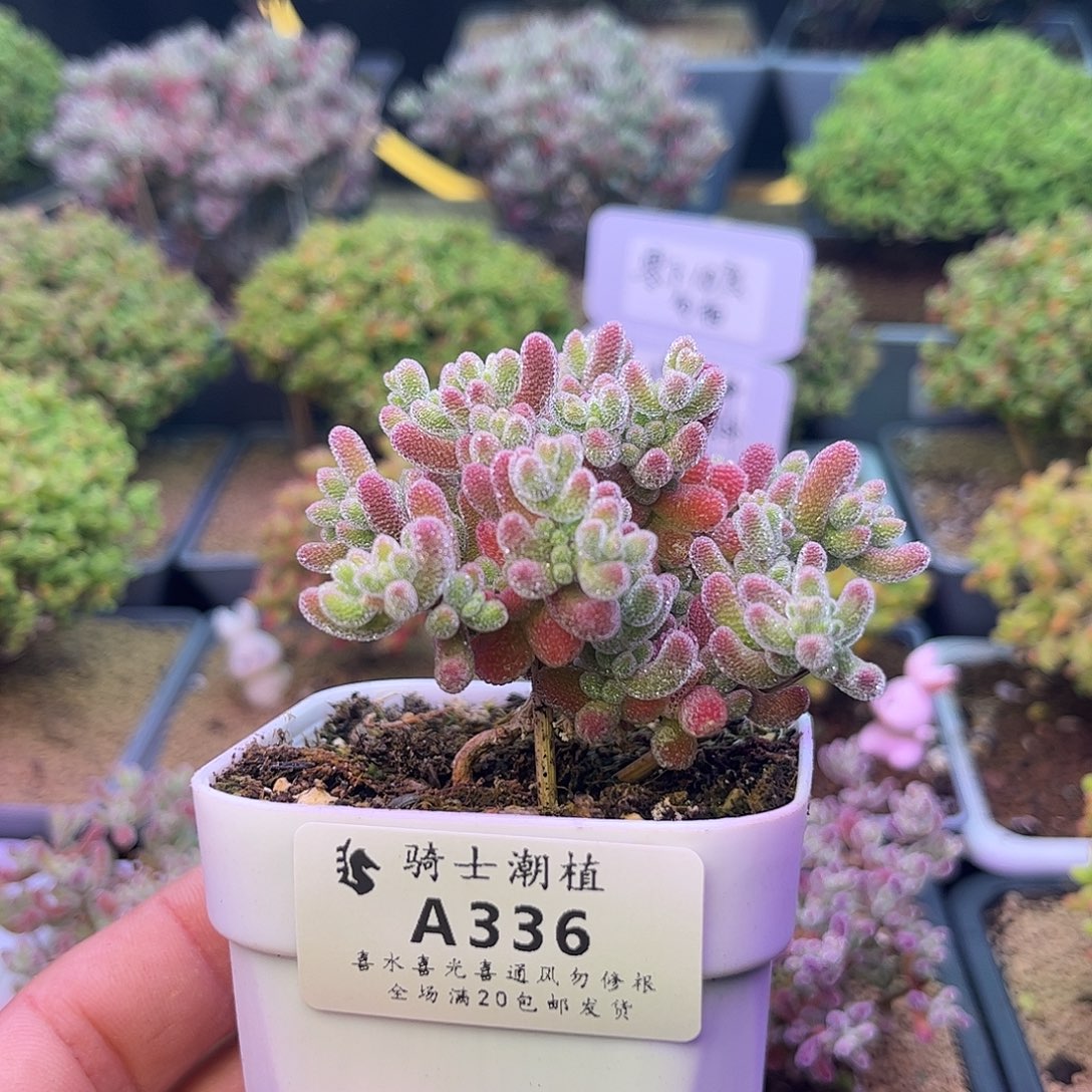 336优选冰晶造型桩