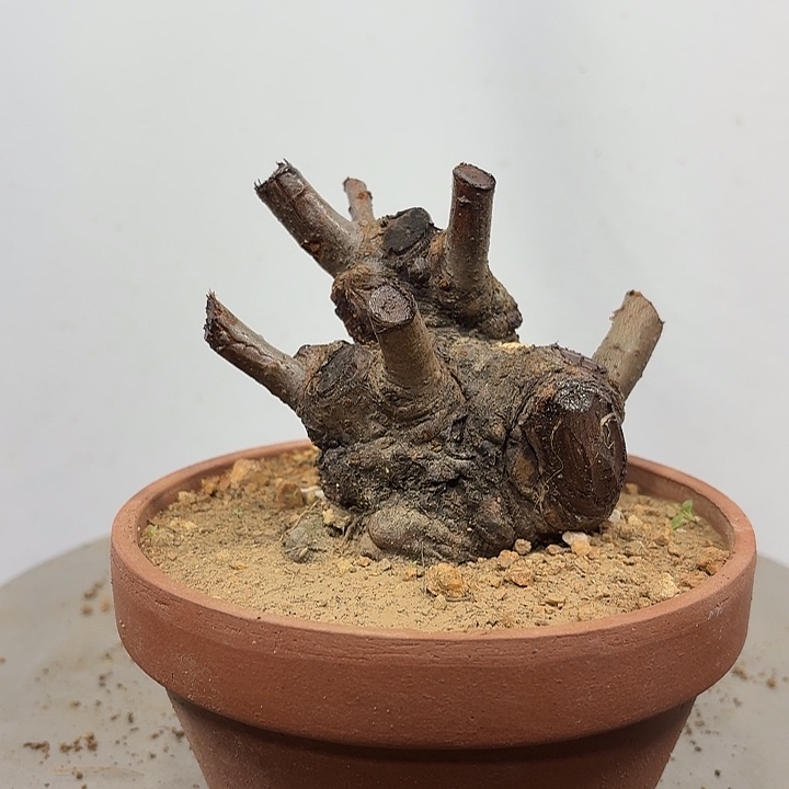 无花朵美人梅花香飘香飘香飘