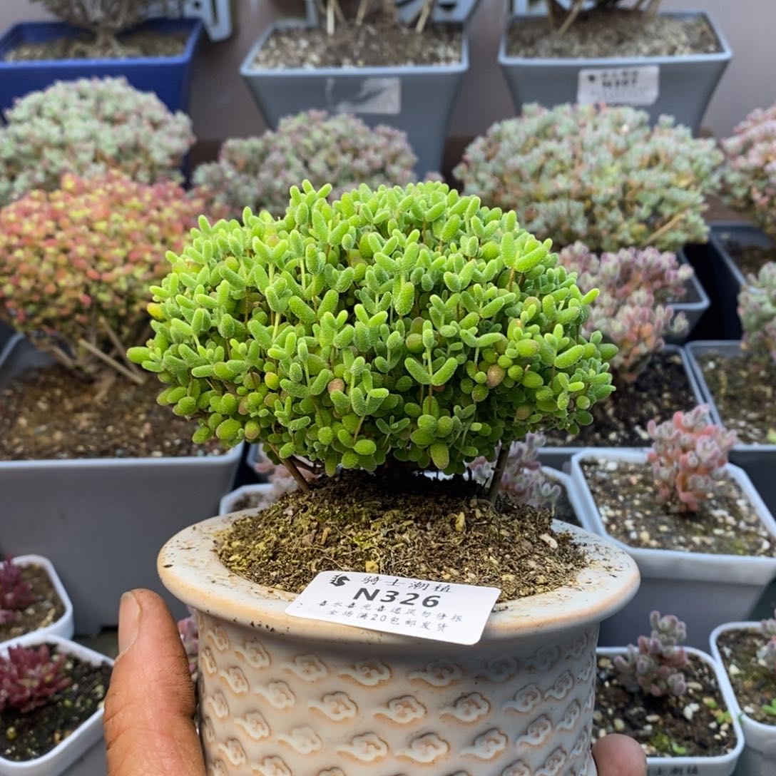 326蜜橘糖球枝干含盆