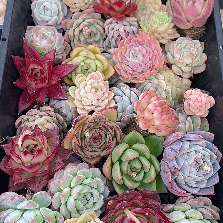 134 多肉植物盆栽花卉植物