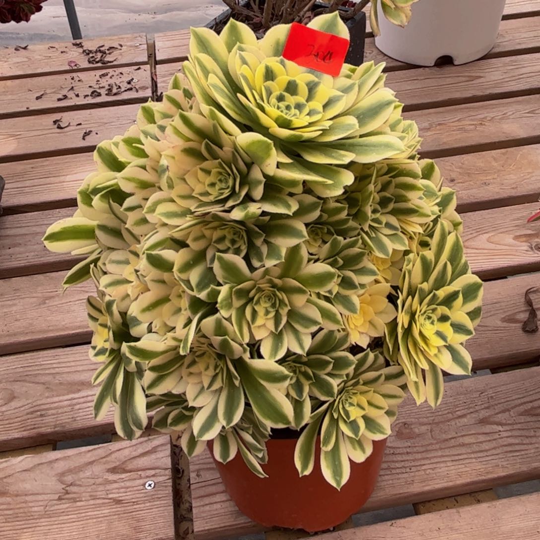 304炖肉植物发货迈巴赫