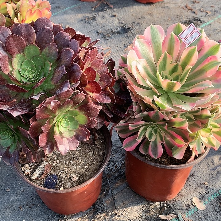 325两颗女巫赤焰莲多肉植物