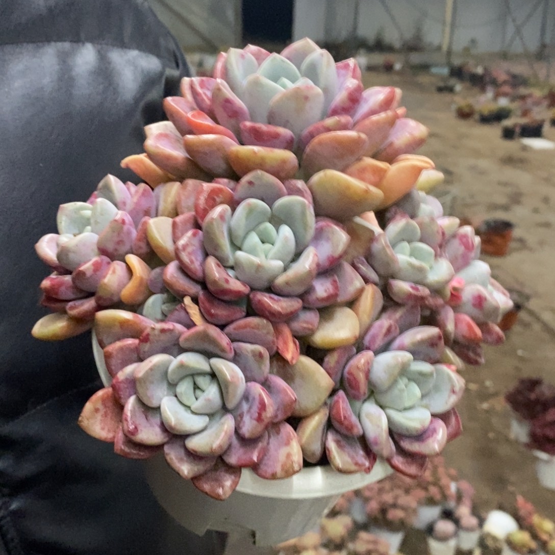 花斑露六头起发老桩