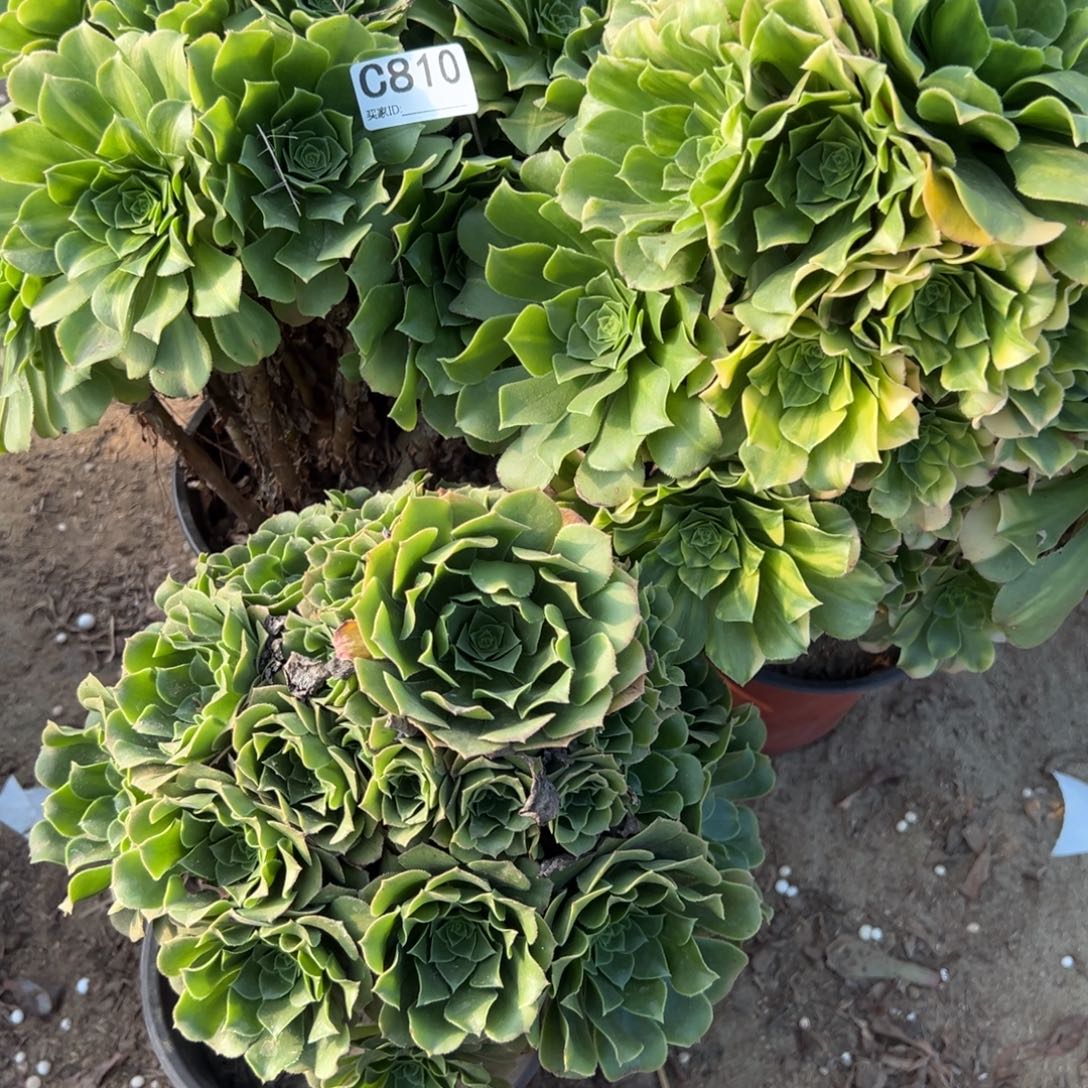 810三颗组合多肉植物法师