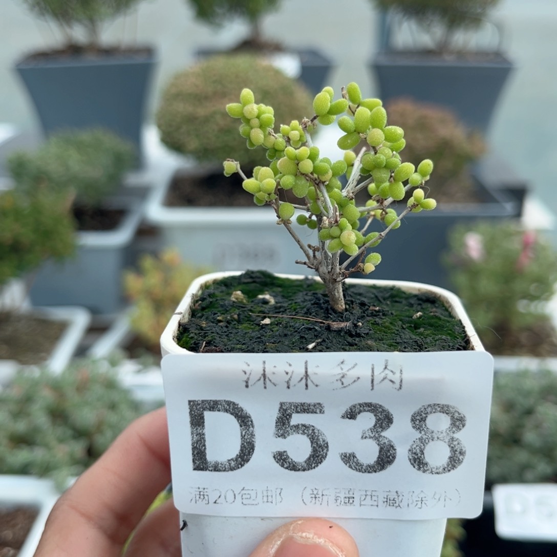 538米粒枝干番杏