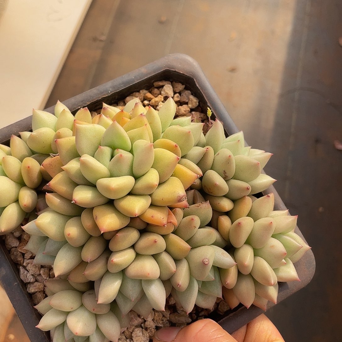 黄金象牙多肉多肉多肉