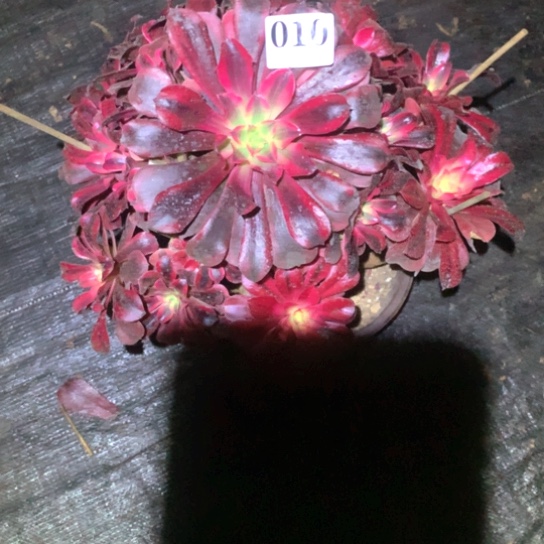 多肉植物010美度撒