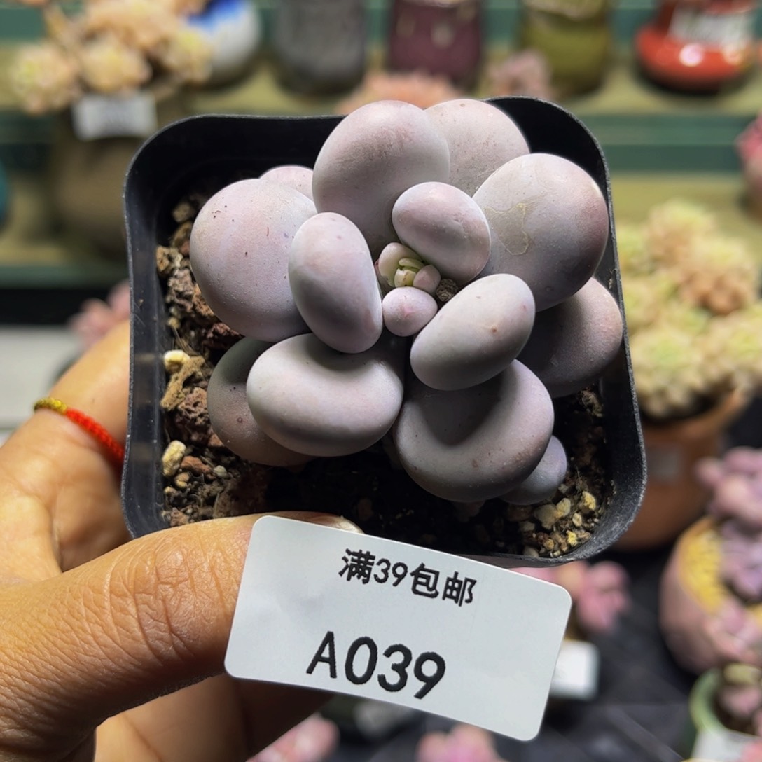 芭比奶039/4cm多肉