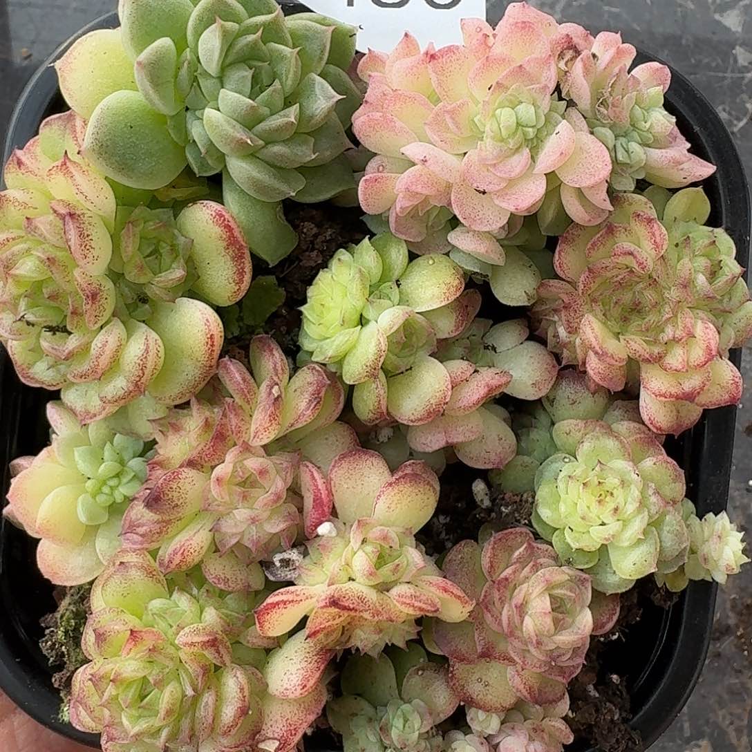 杂交新品珍妮多肉1483