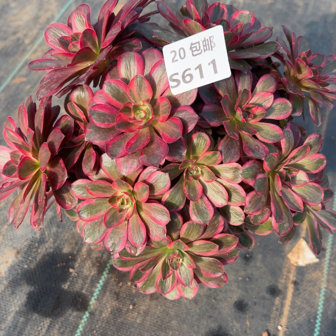 611纳福，满20包邮