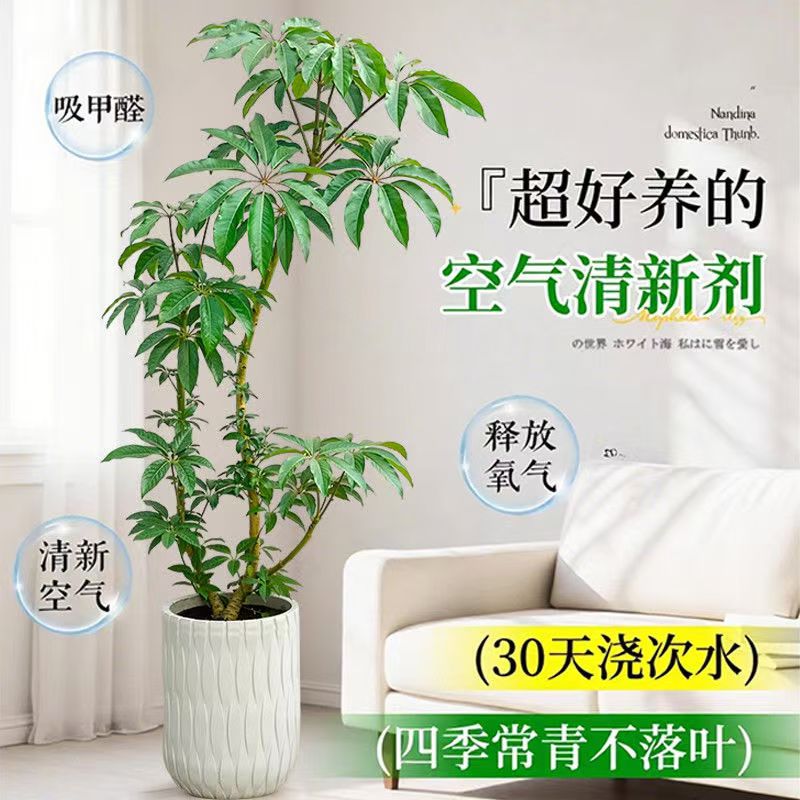 大叶伞盆栽老桩保罗大型绿植物落地高级客厅办公室内好养四季常青