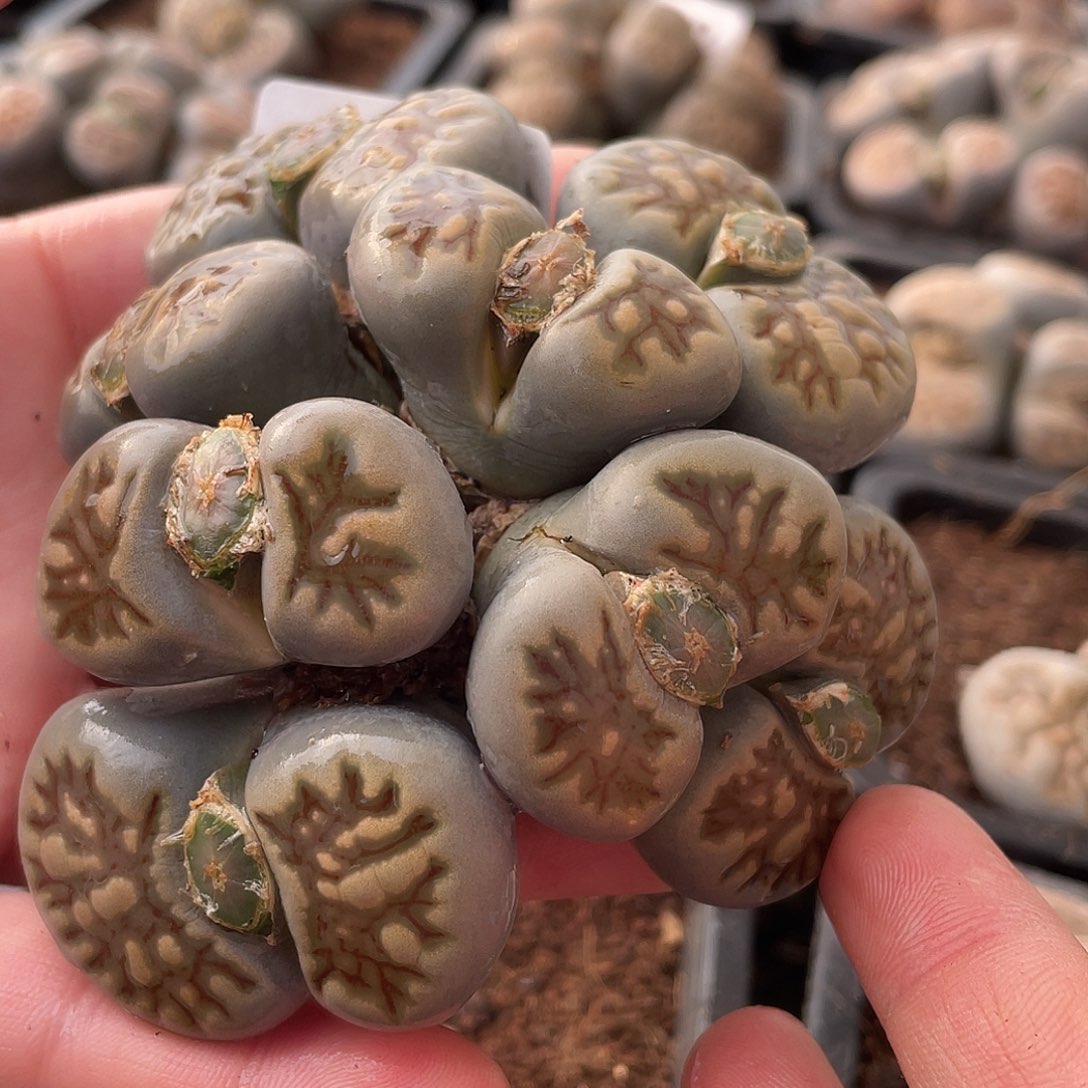 生石花一颗145000