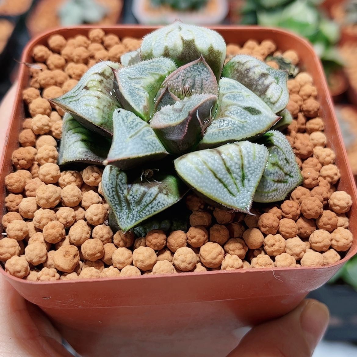 【闪购商品】白羊座