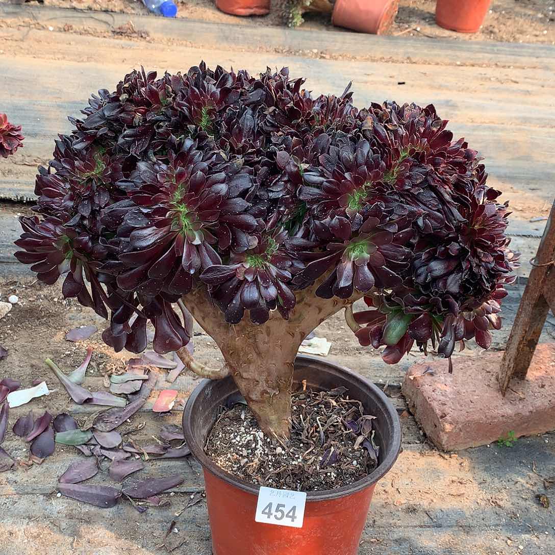 454欧紫缀化缀化