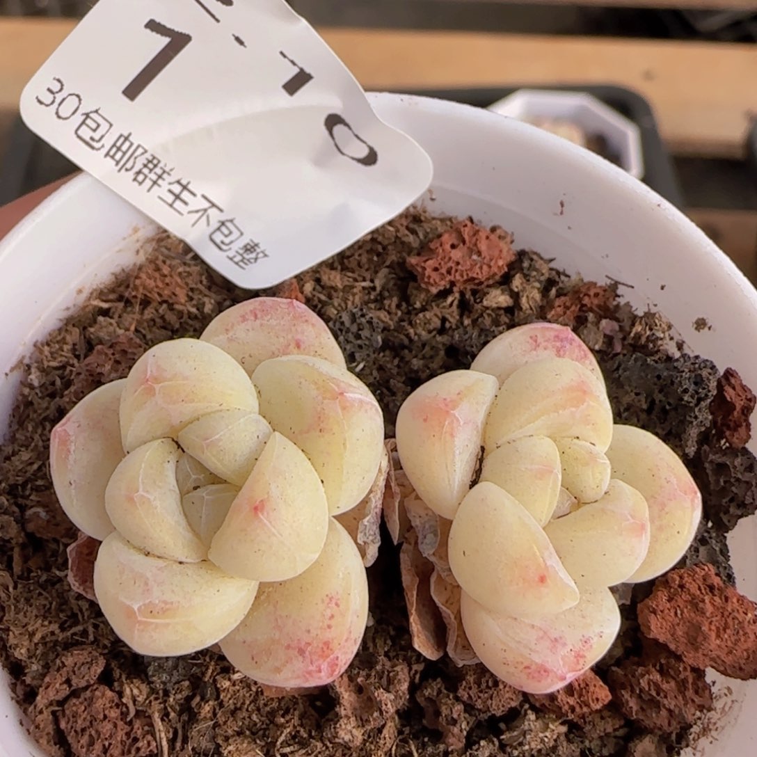 小脸冰玉双头一颗脱土