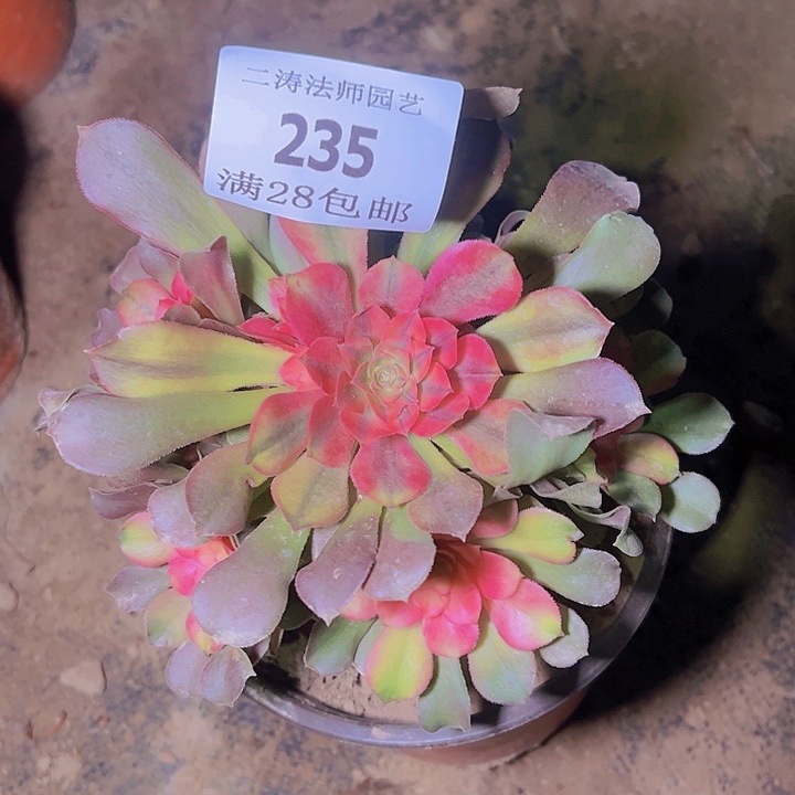 235香妃多肉植物老桩