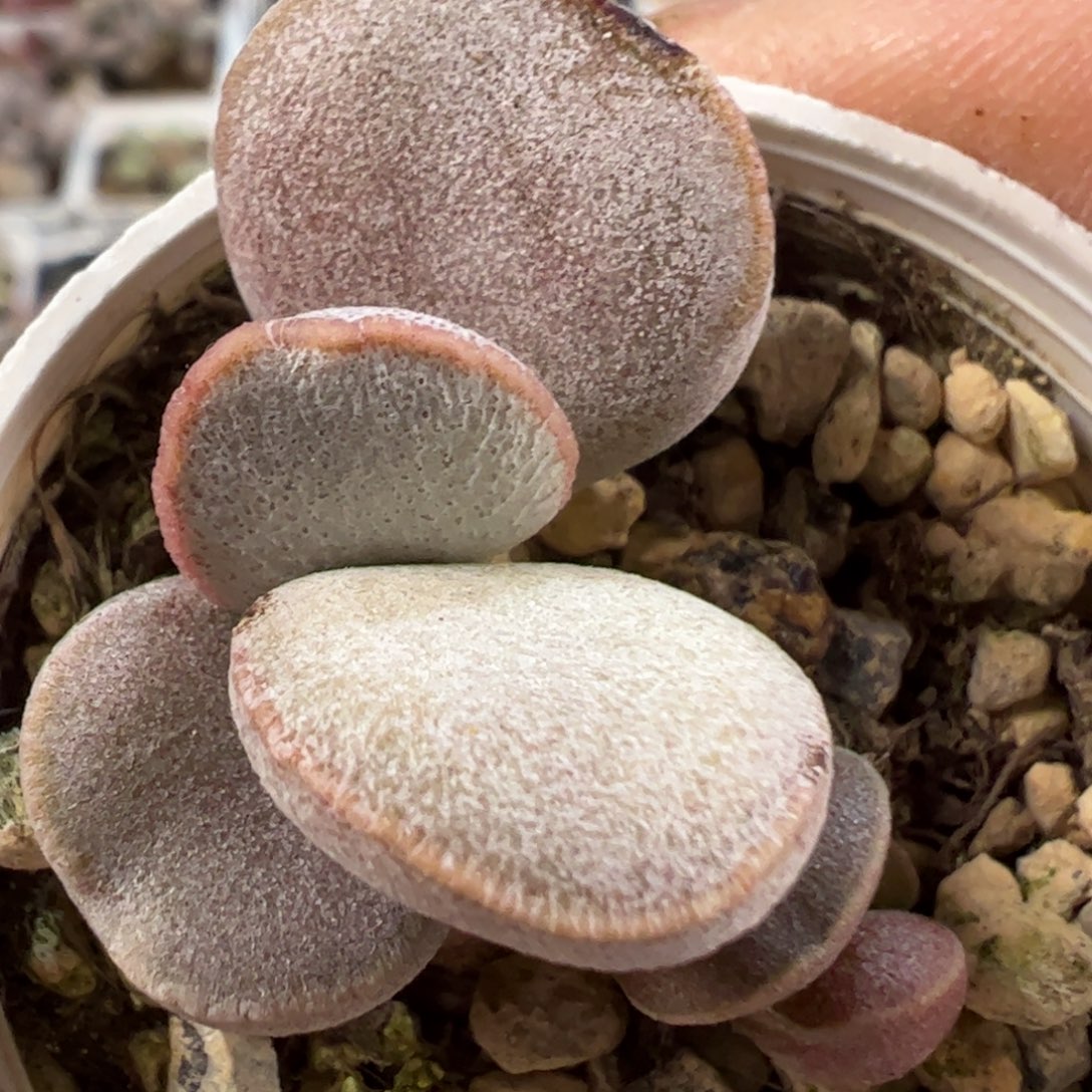 白月光特价有疤多肉植物