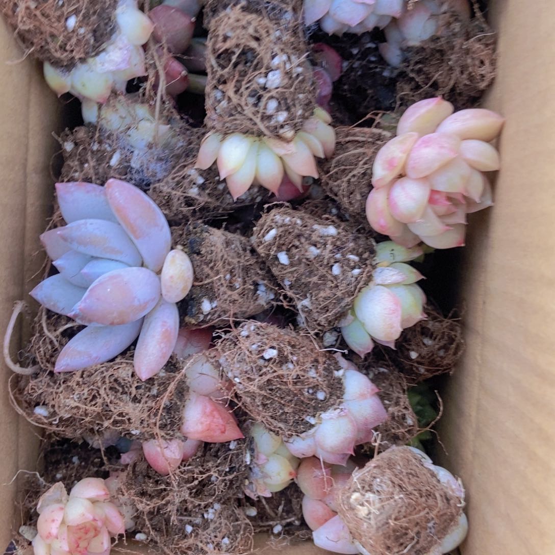 精品多肉植物保底60