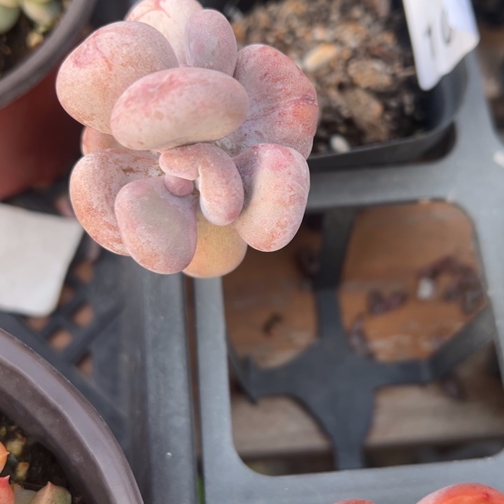 油煎丸子多肉植物1009