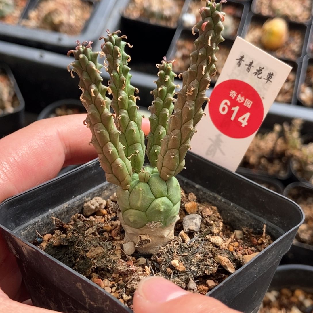 实生九头龙龙2.1cm