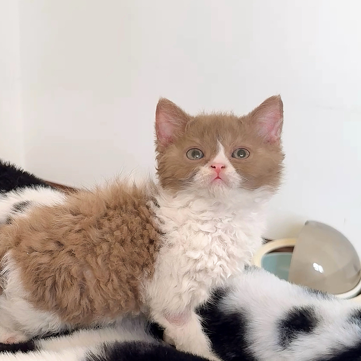 直播挑选猫咪定金