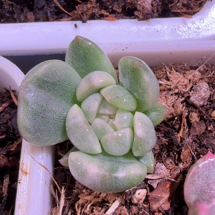 白恋锦精品多肉植物