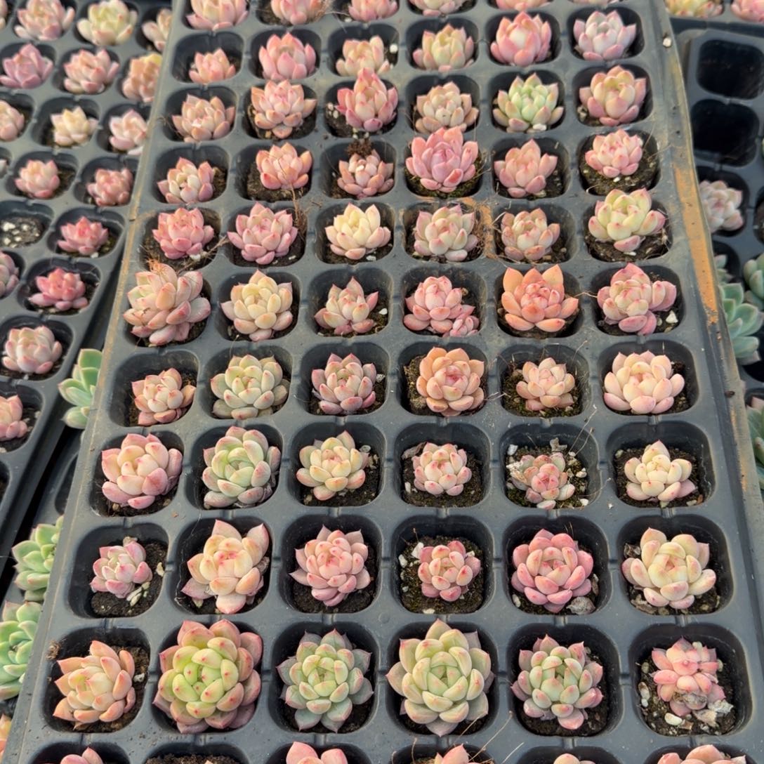 27-36中门左五珍妮穴盘一盘（不要绿菜）量拍27-36